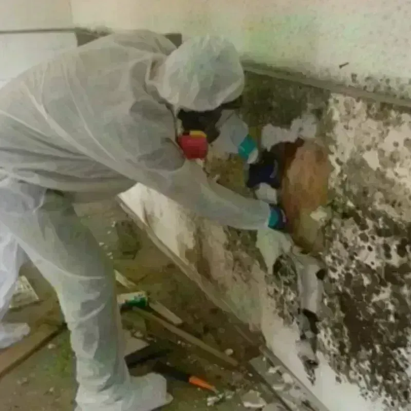 Mold Remediation and Removal in Perry County, KY